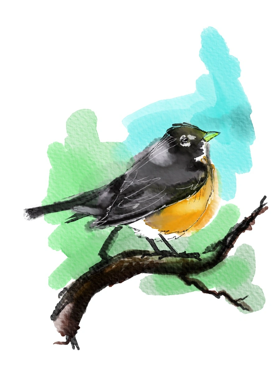 American Robin — Digital Painting by Gary Keeler